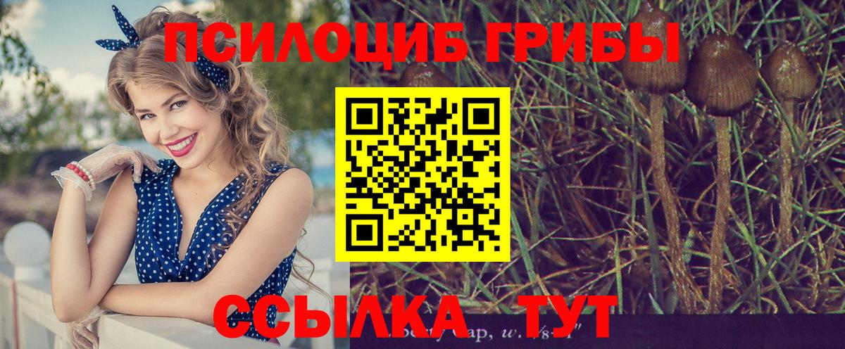 Псилоцибиновые грибы прущие грибы Бийск